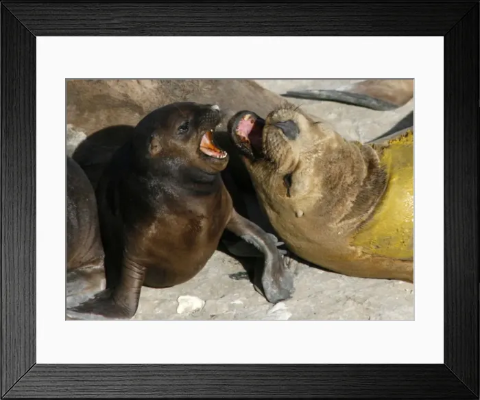 Framed Print : An adult sea lion fights with a pup in Golfo Nuevo