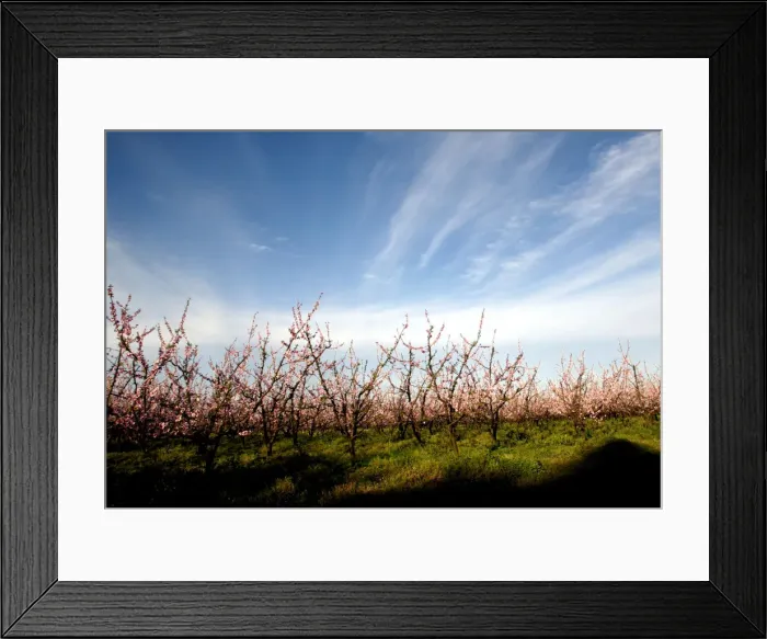 Framed Print : Blossoming peach trees are seen in an orchard in Melilla, on the outskirts of Montevideo Framed Print : Blossoming peach trees are seen in an orchard in Melilla, on the outskirts of Montevideo