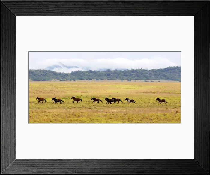 Framed Print : Wild horses gallop in a plowed area of Amajari in the Amazon city of Boa Vista in Framed Print : Wild horses gallop in a plowed area of Amajari in the Amazon city of Boa Vista in