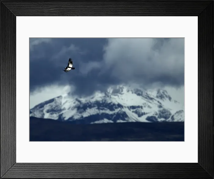 Framed Print : An Andean condor flies over the Colca canyon at the Colca valley in Arequipa