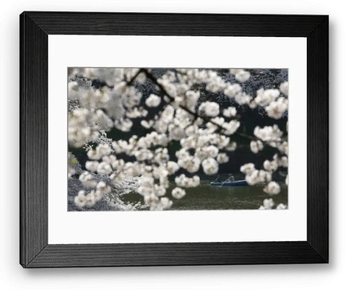 Framed Print : People admire fully-bloomed cherry blossoms at a park in Tokyo