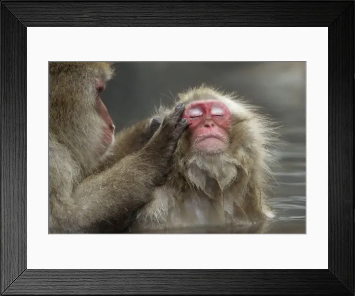 Framed Print : Japanese monkeys bathe at hot spring in Yamanouchi, central Japan Framed Print : Japanese monkeys bathe at hot spring in Yamanouchi, central Japan