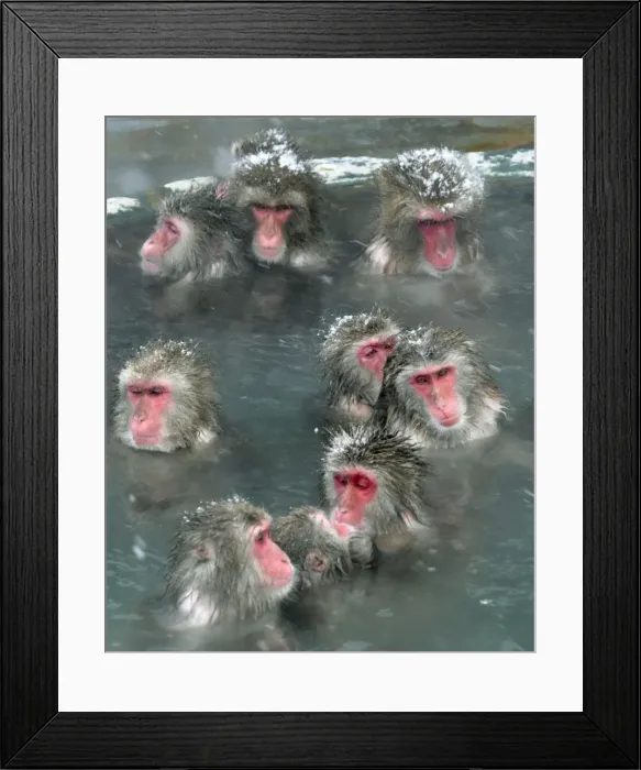 Framed Print : Japanese Macaques soak in a hot spring in Hakodate