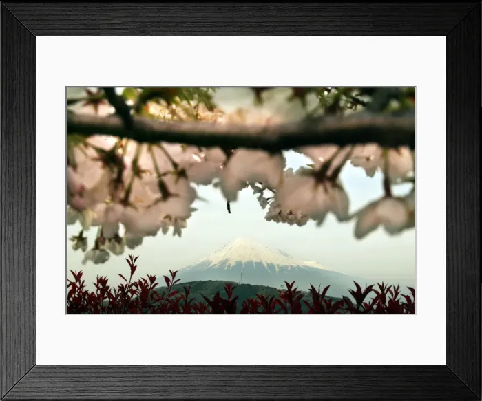 Framed Print : BEST QUALITY AVAILABLE JAPANs MOUNT FUJI IS SEEN BEHIND BLOOMING CHERRY BLOSSOMS IN FUJI Framed Print : BEST QUALITY AVAILABLE JAPANs MOUNT FUJI IS SEEN BEHIND BLOOMING CHERRY BLOSSOMS IN FUJI