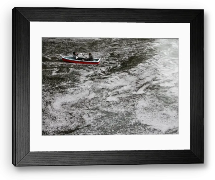 Framed Print : Visitors ride a boat in the Chidorigafuchi moat covered with petals of cherry blossoms Framed Print : Visitors ride a boat in the Chidorigafuchi moat covered with petals of cherry blossoms
