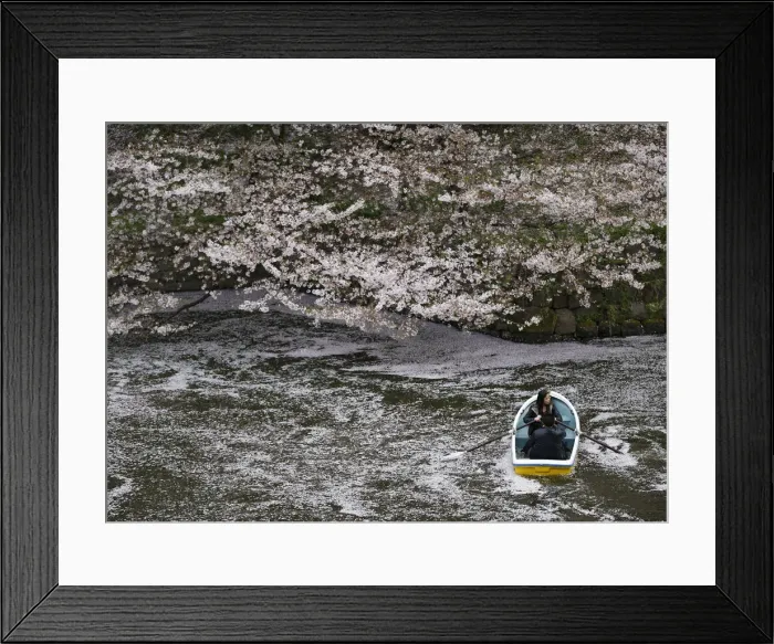 Framed Print : Visitors ride a boat in the Chidorigafuchi moat covered with petals of cherry blossoms Framed Print : Visitors ride a boat in the Chidorigafuchi moat covered with petals of cherry blossoms