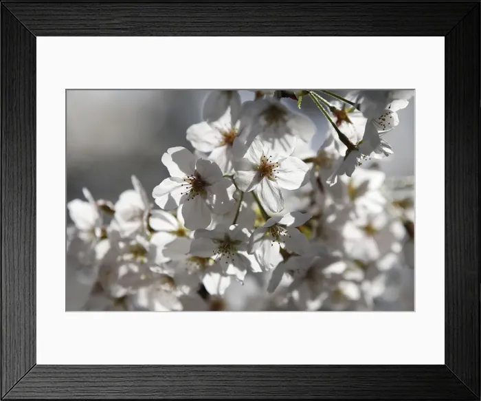 Framed Print : Cherry blossoms in full bloom are seen in Tokyo Framed Print : Cherry blossoms in full bloom are seen in Tokyo