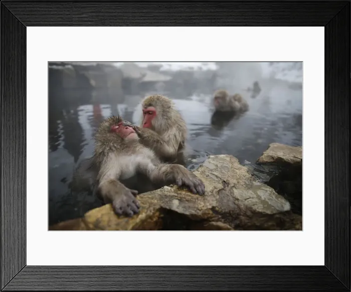 Framed Print : Japanese Macaques groom each other in a hot spring at a snow-covered valley in Yamanouchi Framed Print : Japanese Macaques groom each other in a hot spring at a snow-covered valley in Yamanouchi