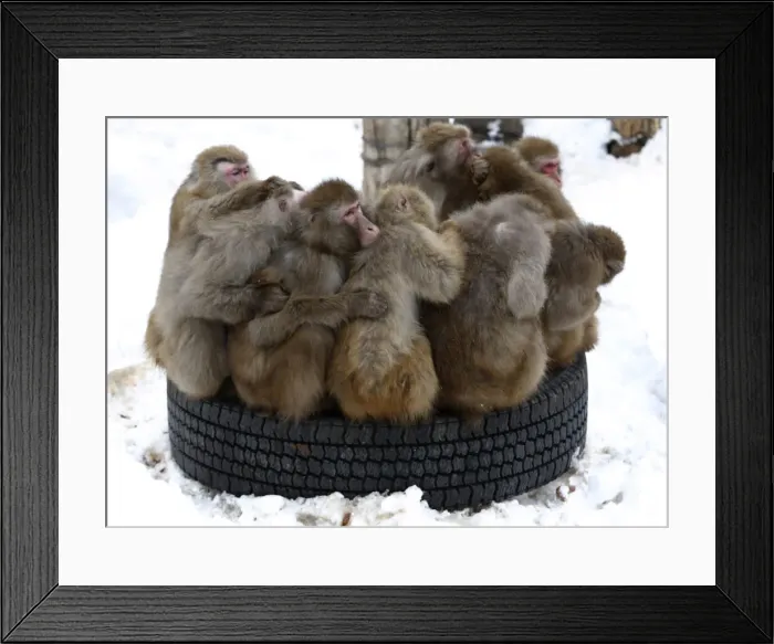Framed Print : Japanese macaques gather on a tyre at Sapporo Maruyama Zoo in Sapporo