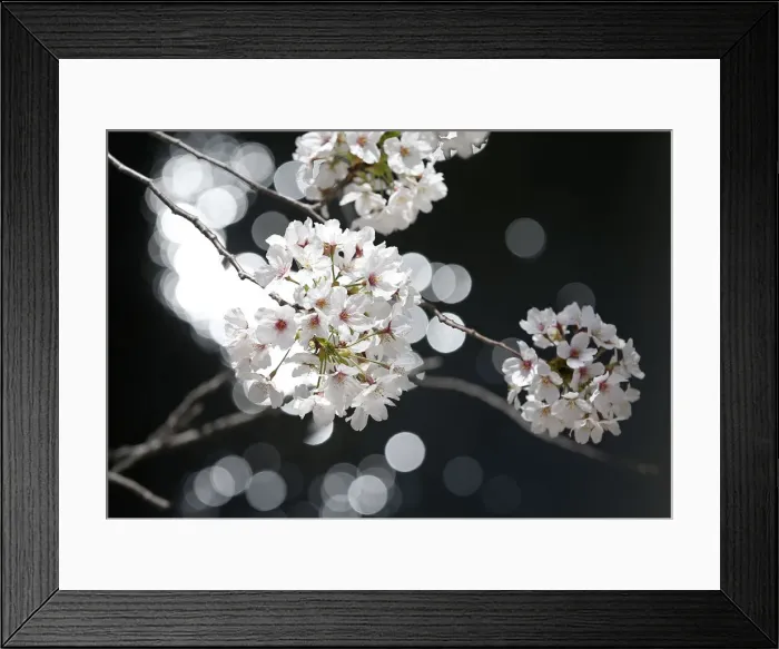 Framed Print : Cherry blossoms in full bloom are seen in Tokyo Framed Print : Cherry blossoms in full bloom are seen in Tokyo