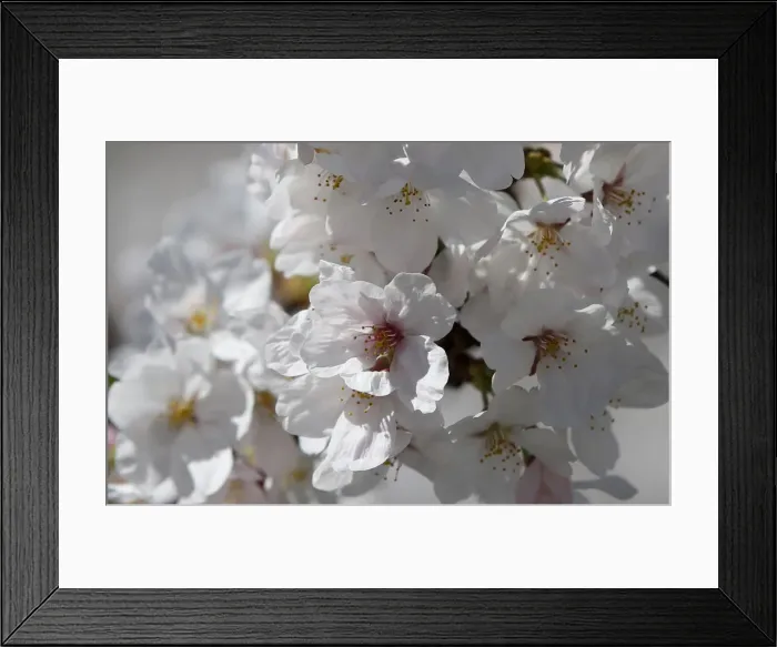 Framed Print : Cherry blossoms in full bloom are seen in Tokyo Framed Print : Cherry blossoms in full bloom are seen in Tokyo