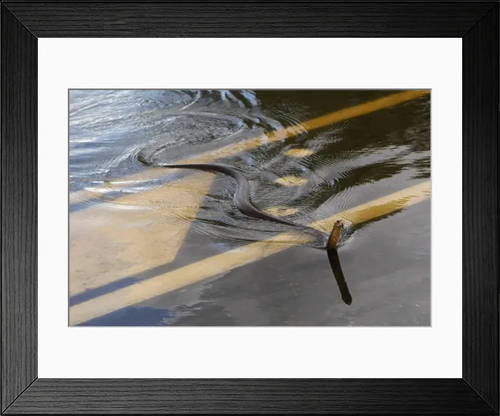 Framed Print : A snake crosses the Capricorn Highway which is under floodwaters 6km south of Rockhampton Framed Print : A snake crosses the Capricorn Highway which is under floodwaters 6km south of Rockhampton