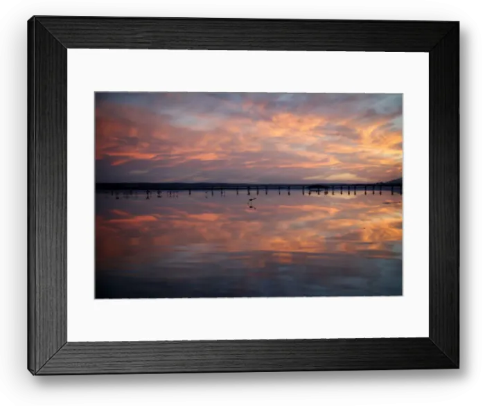 Framed Print : Volunteers wade across the lagoon at dawn to gather flamingo chicks and place them