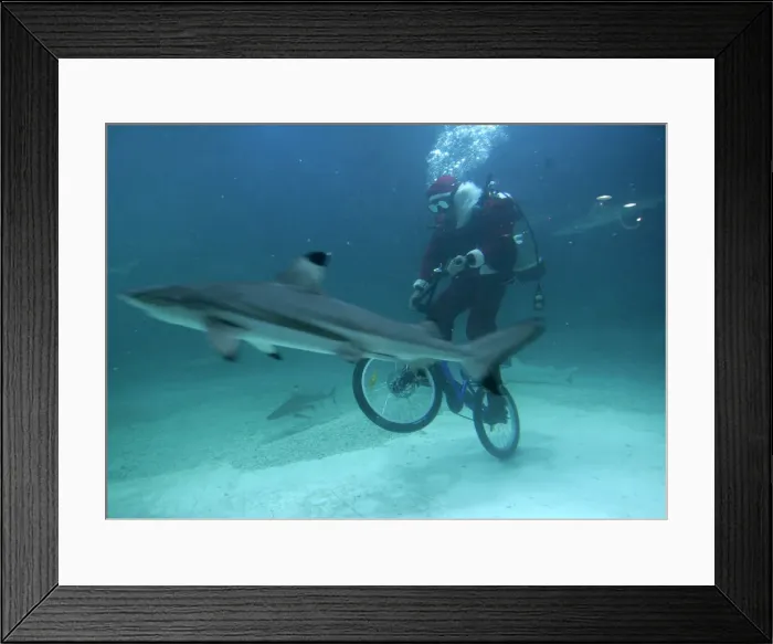 Framed Print : A diver in a Santa Claus costume rides bicycle in shark aquarium at Jakartas Sea World