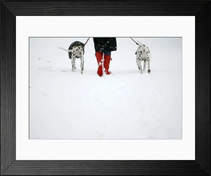 Framed Print : A woman walks her Dalmatians through a snow-covered Richmond Park