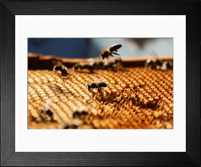 Framed Print : A view shows bees on a honeycomb section at an apiary near Krasnoyarsk Framed Print : A view shows bees on a honeycomb section at an apiary near Krasnoyarsk