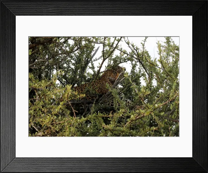 Framed Print : A leopard is seen after taking a kill to the top of a tree in the Msai Mara National