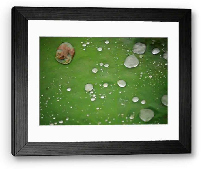 Framed Print : A frog is pictured on the leaf of a lotus after the rain at a pond in Lalitpur
