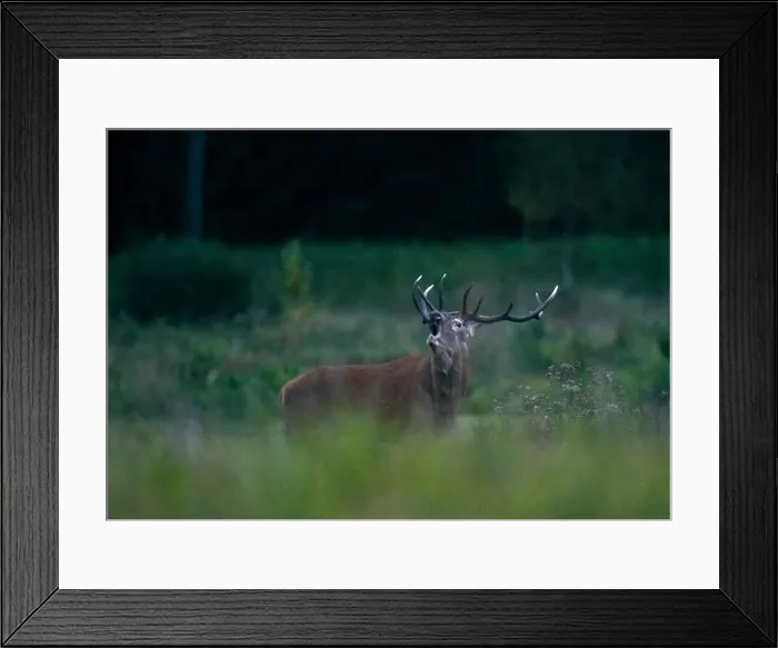 Framed Print : Male deer roars in a field in Republican landscape reserve Nalibokski near the village Framed Print : Male deer roars in a field in Republican landscape reserve Nalibokski near the village