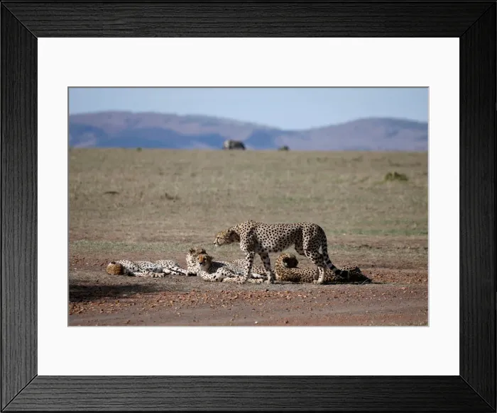 Framed Print : Four out of a pride of five male cheetahs are seen as they rest in the Msai Mara Framed Print : Four out of a pride of five male cheetahs are seen as they rest in the Msai Mara