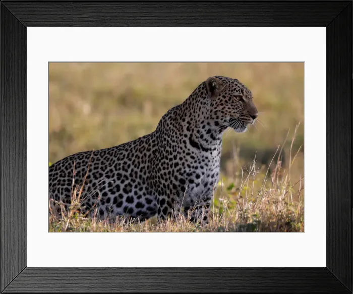 Framed Print : A leopard sits in the grass in the Msai Mara National Reserve