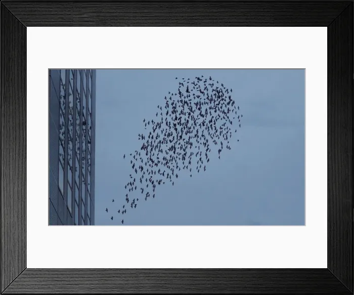 Framed Print : A murmuration of starlings is seen across the evening sky in Hamamatsu