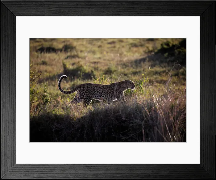 Framed Print : A leopard walks through the grass in the Msai Mara National Reserve