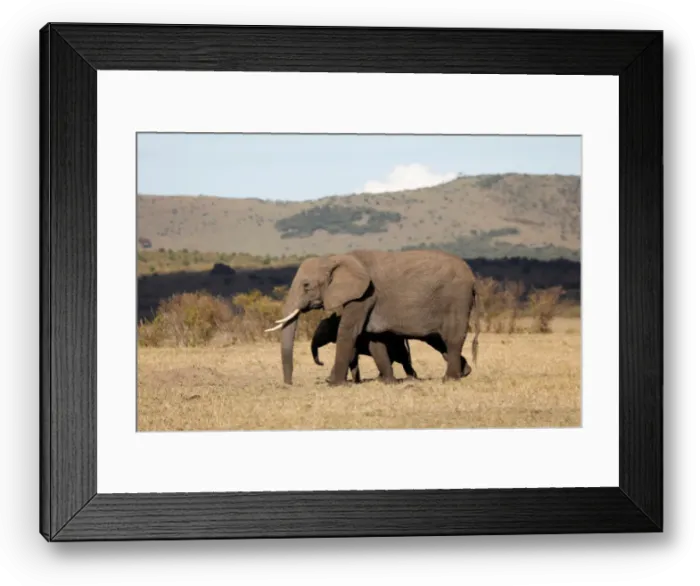 Framed Print : Elephants walk through the Msai Mara National Reserve Framed Print : Elephants walk through the Msai Mara National Reserve