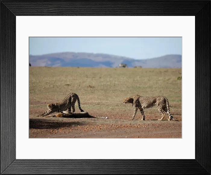 Framed Print : Three out of a pride of five male cheetahs are seen in the Msai Mara National Reserve