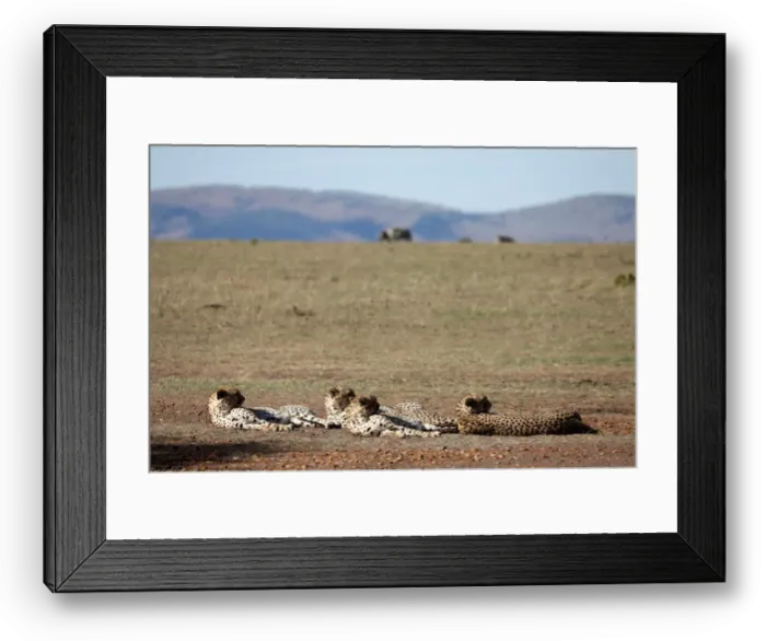 Framed Print : Four out of a pride of five male cheetahs are seen as they rest in the Msai Mara Framed Print : Four out of a pride of five male cheetahs are seen as they rest in the Msai Mara