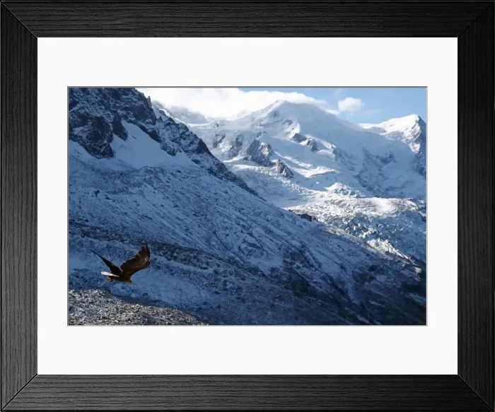 Framed Print : Victor, a nine year old white-tailed eagle equipped with a 360 camera, flies over glaciers Framed Print : Victor, a nine year old white-tailed eagle equipped with a 360 camera, flies over glaciers