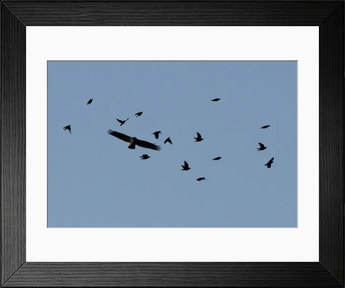 Framed Print : A hawk appears to tussle with a group of smaller birds near the White House in Washington