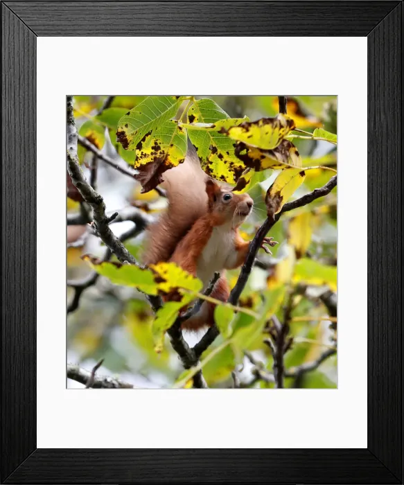 Framed Print : A red squirrel collects walnuts from a tree in Pitlochry, Scotland Framed Print : A red squirrel collects walnuts from a tree in Pitlochry, Scotland