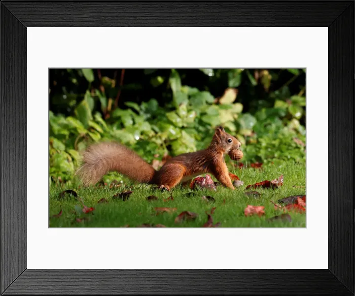 Framed Print : A red squirrel stockpiles walnuts in Pitlochry, Scotland