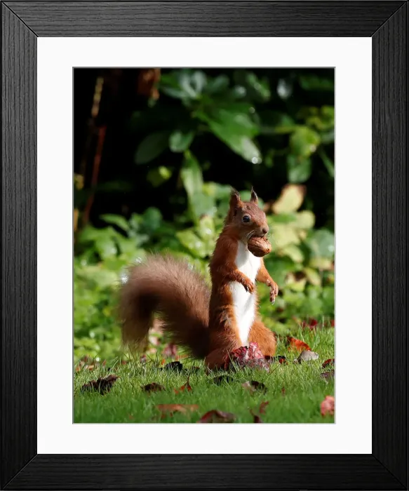 Framed Print : A red squirrel stockpiles walnuts in Pitlochry, Scotland Framed Print : A red squirrel stockpiles walnuts in Pitlochry, Scotland