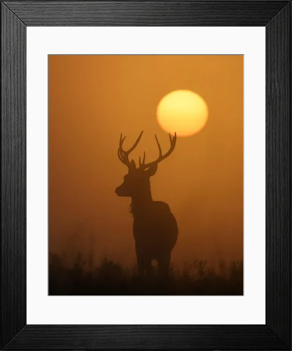 Framed Print : A deer is seen with the sun rising behind at dawn in Richmond Park, west London, Britain Framed Print : A deer is seen with the sun rising behind at dawn in Richmond Park, west London, Britain