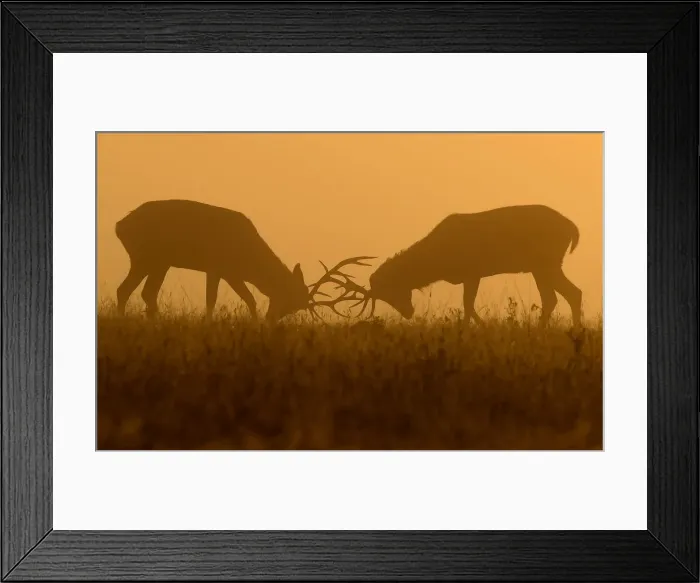 Framed Print : Deer are seen clashing antlers during the rutting season in the early morning at Richmond Park Framed Print : Deer are seen clashing antlers during the rutting season in the early morning at Richmond Park