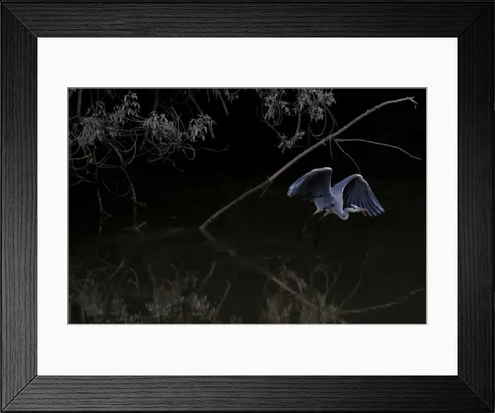 Framed Print : A heron flies over the Sevres river in Vertou near Nantes Framed Print : A heron flies over the Sevres river in Vertou near Nantes