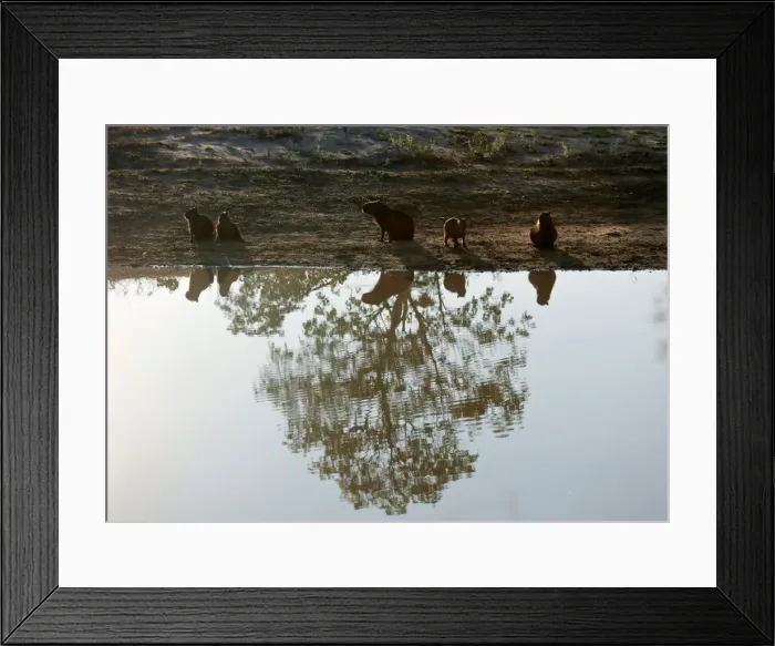Framed Print : Capybaras are seen next to the road during prolonged drought conditions near San Rafael Framed Print : Capybaras are seen next to the road during prolonged drought conditions near San Rafael
