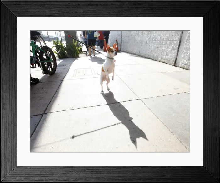 Framed Print : Peanut waits for her owner during a job fair at the Southeast LA-Crenshaw WorkSource