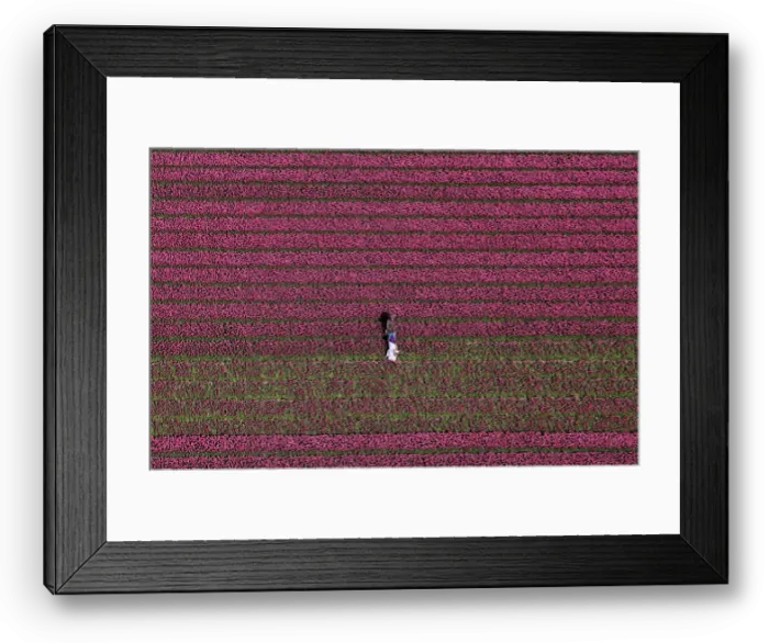 Framed Print : An aerial view of tulip fields near the city of Creil Framed Print : An aerial view of tulip fields near the city of Creil