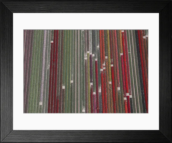 Framed Print : An aerial view of tulip fields near the city of Creil Framed Print : An aerial view of tulip fields near the city of Creil