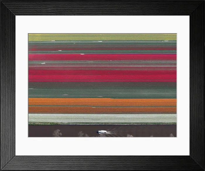 Framed Print : An aerial view of tulip fields near the city of Creil Framed Print : An aerial view of tulip fields near the city of Creil