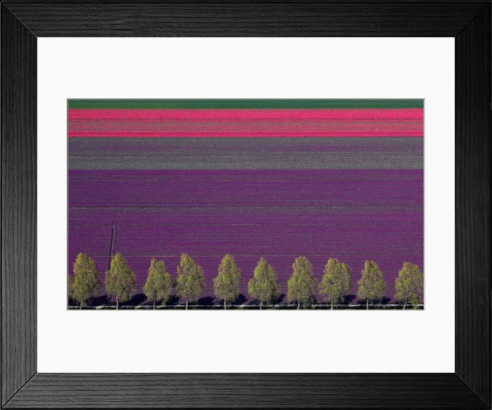 Framed Print : An aerial view of tulip fields near the city of Creil Framed Print : An aerial view of tulip fields near the city of Creil