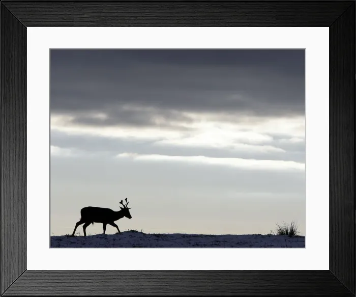 Framed Print : A deer grazes in Bradgate Park, central England Framed Print : A deer grazes in Bradgate Park, central England
