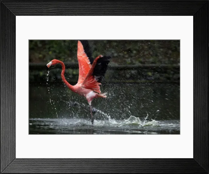 Framed Print : A Caribbean flamingo runs across the water Framed Print : A Caribbean flamingo runs across the water