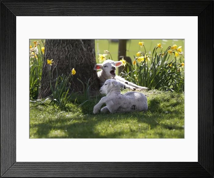 Framed Print : A pair of lambs sit in the shade of a tree among daffodils at the Hall Farm in Stratford