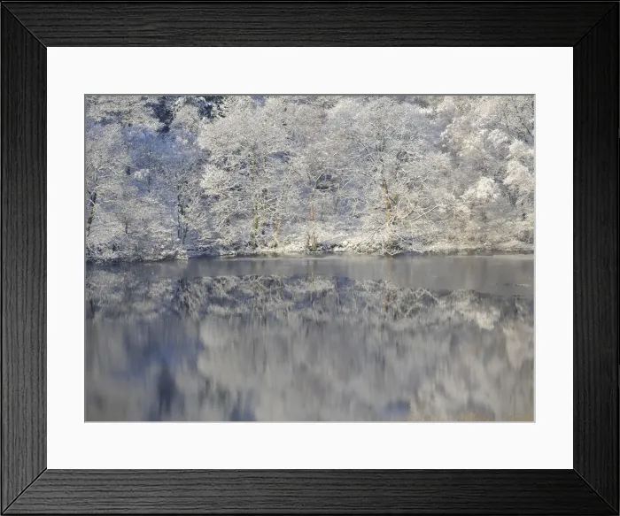 Framed Print : Reflections of snow covered trees are seen in a lake near Sutton Bank Framed Print : Reflections of snow covered trees are seen in a lake near Sutton Bank