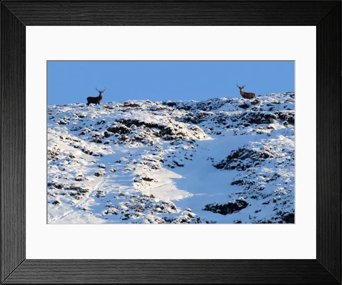 Framed Print : Two deer look down from the top of a snow covered hilltop near Braemar in the Scottish Framed Print : Two deer look down from the top of a snow covered hilltop near Braemar in the Scottish