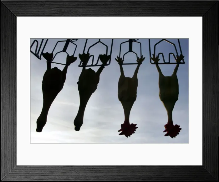 Framed Print : Rubber chickens hang in a mobile poultry culling machine during its first presentation Framed Print : Rubber chickens hang in a mobile poultry culling machine during its first presentation
